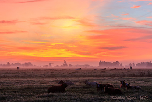 sky mist colour netherlands windmill dutch grass animal fog sunrise landscape sheep meadow halo polder bonrepas