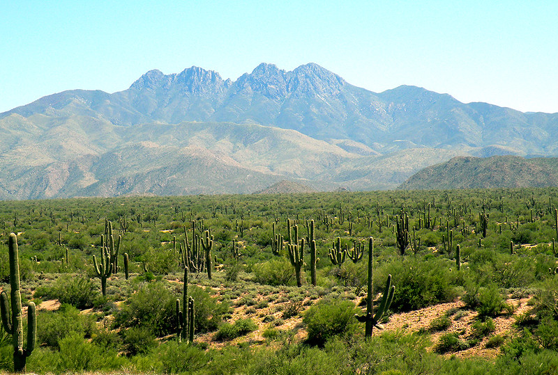 Arizona Desert and Cacti