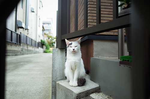 Cat in Kitasenju