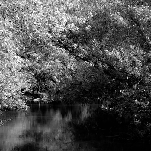 trees light summer blackandwhite bw reflection water monochrome forest river square landscape blackwhite woods nikon branches desplainesriver d5000 halfdayforestpreserve noahbw