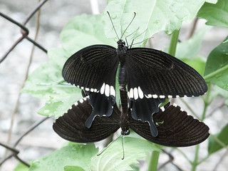 033 2-in-1 butterflies