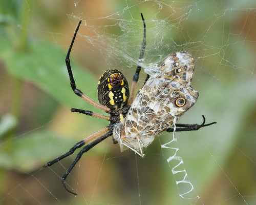 macro spider nikond7100