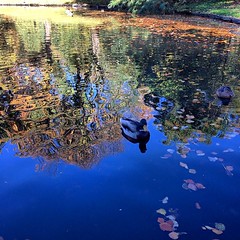 The reflection of #autumn #season at #bergen #norway #no   #pond #duck #park