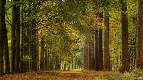 autumn trees holland fall forest canon bomen path widescreen herfst pad nederland thenetherlands 169 bos apeldoorn gelderland hetloo kroondomein canonef24105mm bracom canoneos5dmkiii bramvanbroekhoven