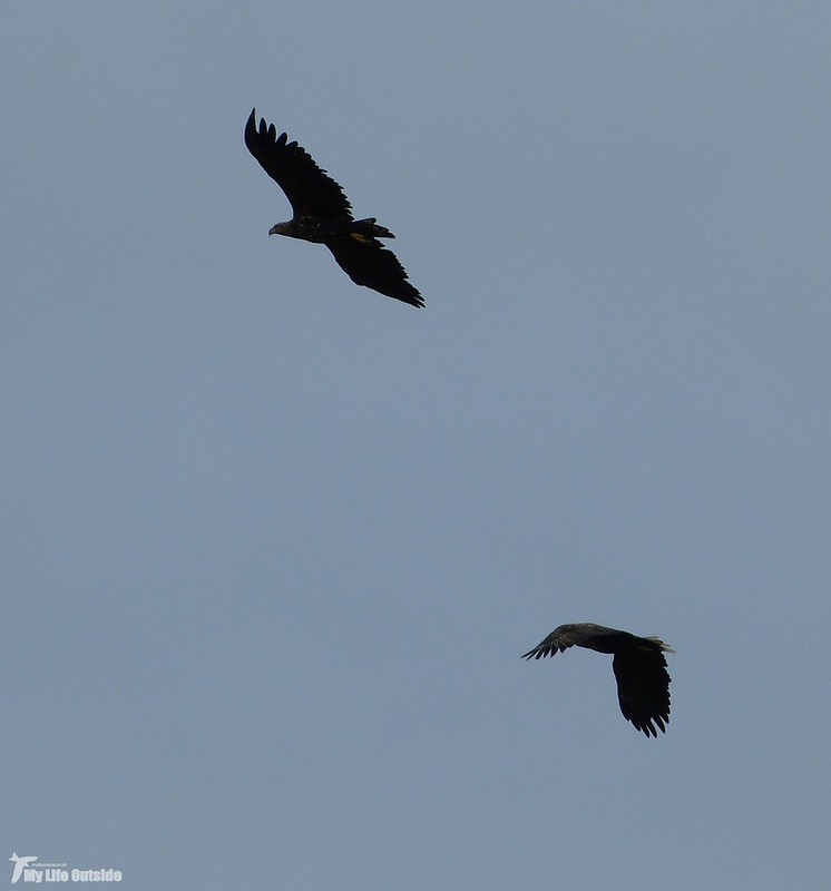 P1090180 - White-tailed Eagle, Isle of Mul