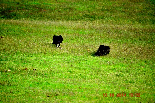 two male grass female eating vultures buzzards