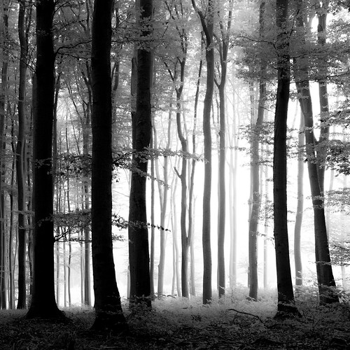 wood autumn bw oktober fog blackwhite österreich nebel herbst foggy mysterious niederösterreich wandern 2014 klosterneuburg lourdergrotte