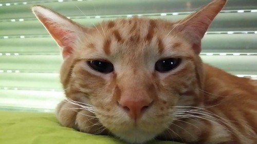 Jagger, gatito naranja y crema tabby de 8 semanas en adopción. Valencia.- ADOPTADO 15516078752_27bae63ee9