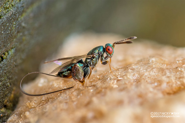 Mantis parasitic wasp (Podagrion sp.) - DSC_4101