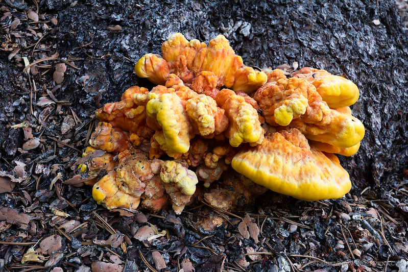 Witch's Butter fungus