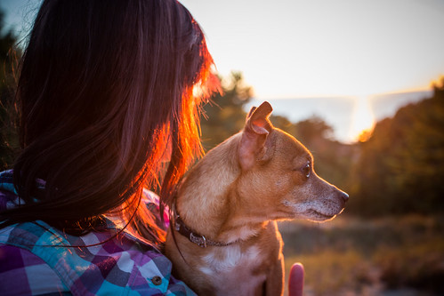 park sunset portrait dog lake chihuahua nature canon puppy eos golden state michigan hour pure aries hoffmaster 6d