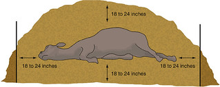 Drawing showing the measurements for composting a carcass
