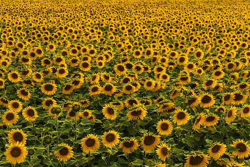 canon photography photo foto image photos images giallo sunflowers sunflower luci sole fiore girasole solaris arancione girasoli solis composizione immagine immagini solare fotografismo ondablv