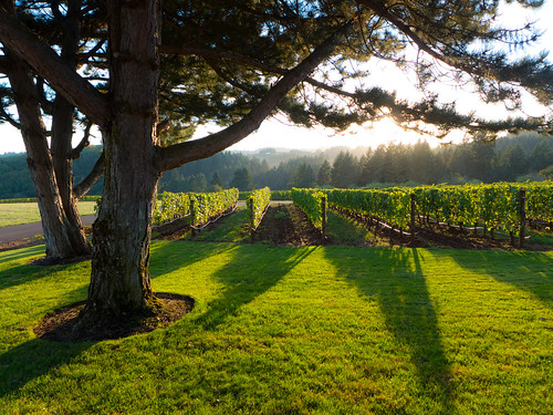 sunset oregon landscape vineyard shadows grapevines archerysummit willamettevalley redhillsvineyard dundeehillsviticulturearea