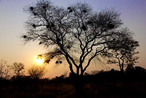 bird fall sunrise canon eos waterfall nationalpark nest border victoria falls zimbabwe victoriafalls swallow zambia zambezi nests rhodesia zambeziriver mosioatunya 60d canoneos60d zambezinationalpark canonefs1585mmf3556isusm