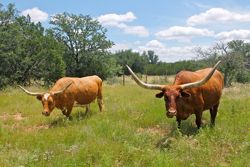 cow texas cattle longhorn livestock fortchadbourne