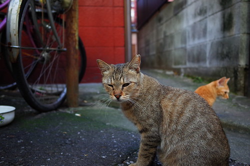 Cat In Tateishi