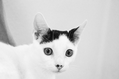 Carlo, gatito blanco con toque negro tímido y muy bueno esterilizado, nacido en Junio´14, en adopción. Valencia. ADOPTADO. 15399575806_43d7e12058