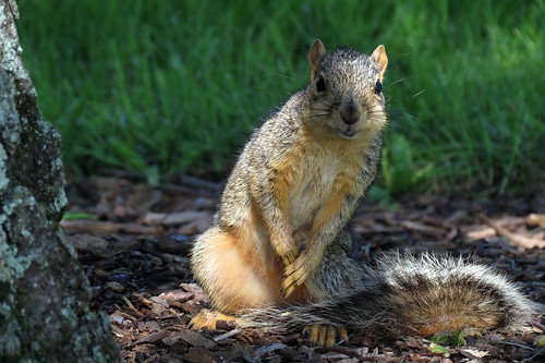 Squirrel at Morton Arboretum
