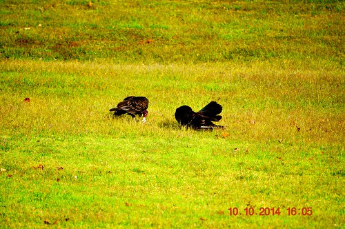 two male grass female eating vultures buzzards