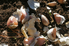 planting garllic IMG_0065