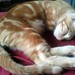 Jagger, gatito naranja y crema tabby de 8 semanas en adopción. Valencia.- ADOPTADO 15516084642_1c0d54fefb_s