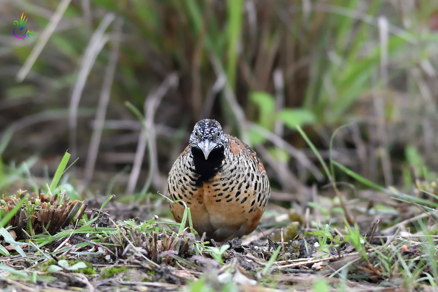 Barred_Buttonquail_2140
