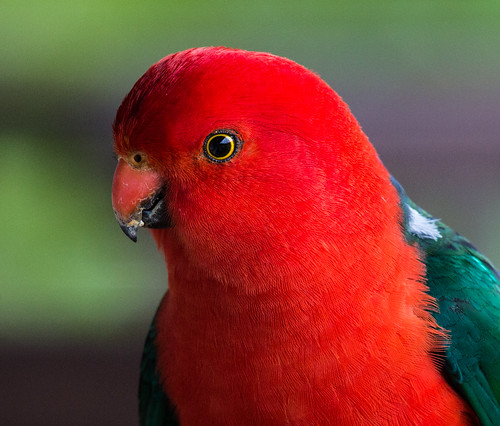 australiankingparrot kingparrot parrot alisterusscapularis alisterus psittaculidae nigelje wollombi