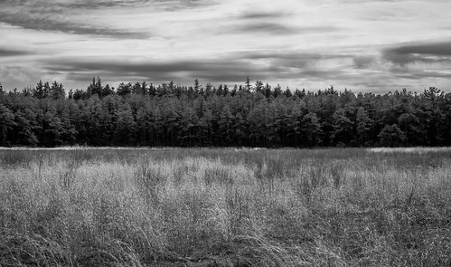 colliersmills pinebarrens newjersey nj landscape landscapephotography landscapes field pines pinetree pinetrees park forest blackandwhite blackwhite nikond3300 nikon nikonphotography nikonoutdoors adobelightroom lightroom clouds outdoor outdoors outdoorphotography getoutdoors getoutside scenery