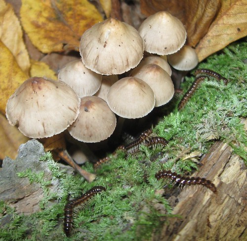 Mushrooms & millipedes, Gallistel Woods, UW Arboretum
