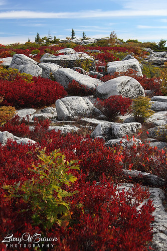 autumn westvirginia dollysods alleghenymountains monongahelanationalforest dollysodswilderness bearrockspreserve