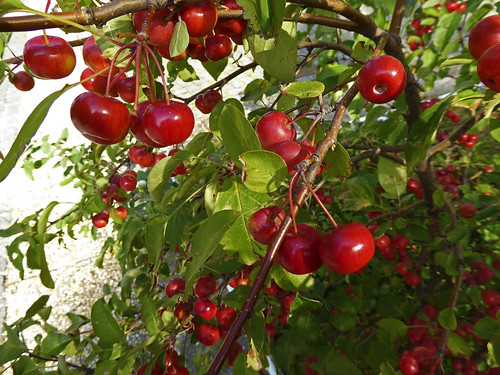 vienna autumn red tree fall fruits austria apples baum apfelbaum äpfel