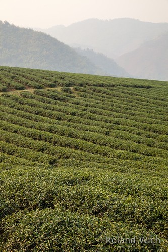 thailand asia tea south east plantation southeast chiang tee rai plantage teeplantage