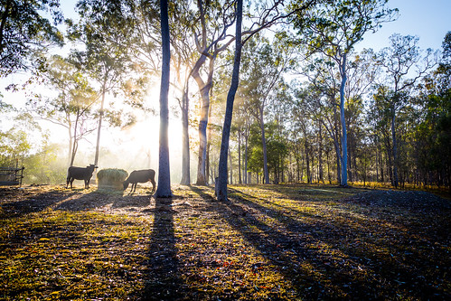 trees sun fog sunrise cattle cows farm backlit