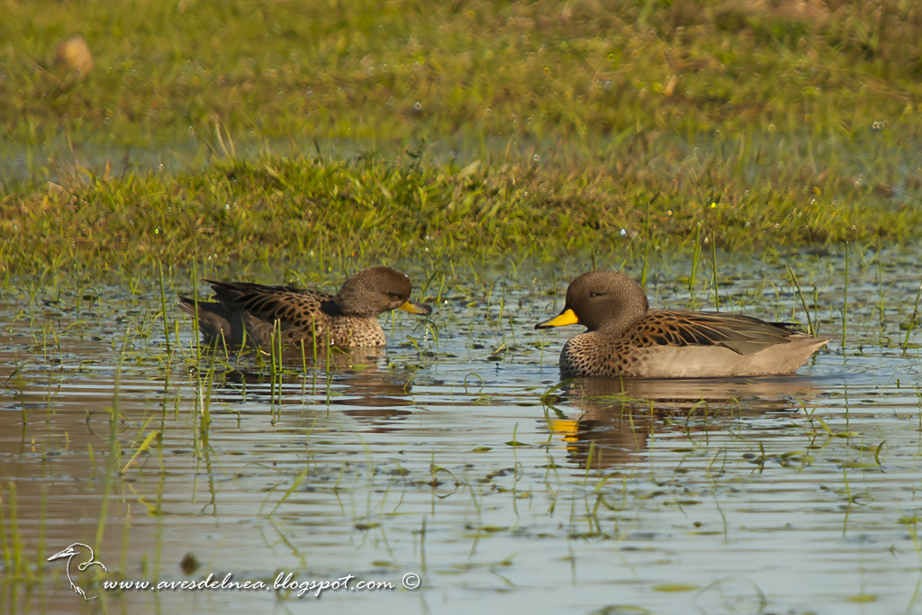 Pato barcino (Speckled Teal) Anas flavirostris