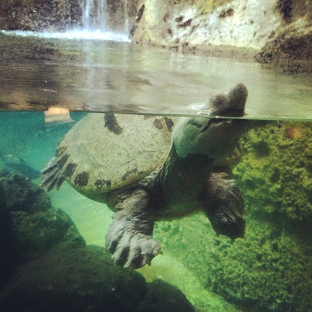 Cute #turtle coming up for air at #zoomiami #zoo #miami #animals