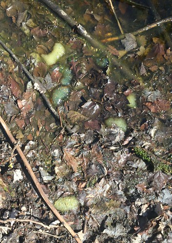 bedfordcnhi bedfordcounty vernalpools sgl41 spring spottedsalamander ambystomamaculatum eggmasses drypool hazards