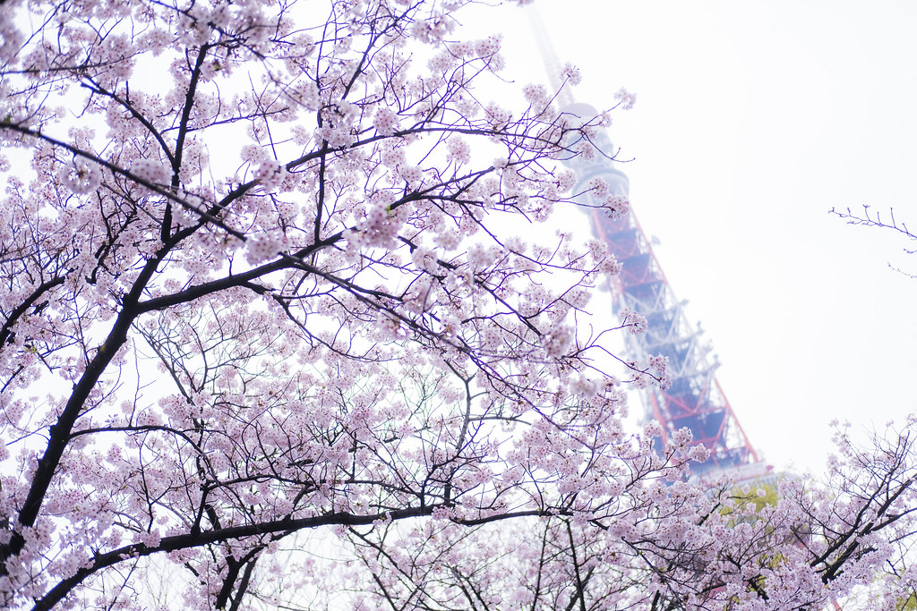 tokyo tower & sakura