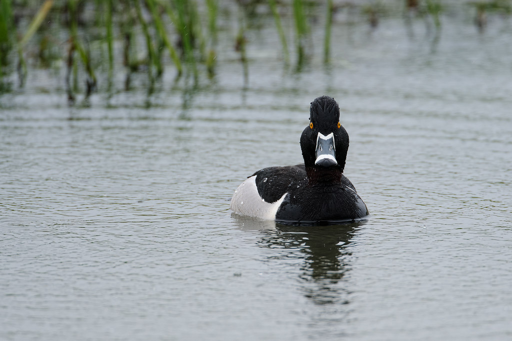 A male ring-necked duck in the rain