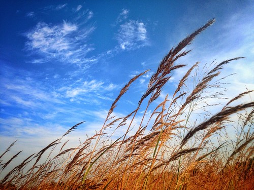 autumn sky cloud fall grass clouds wind wheat grain dry windy