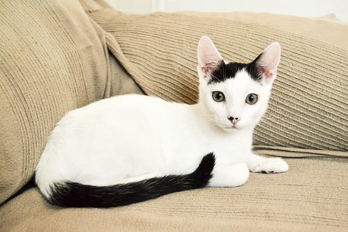 Carlo, gatito blanco con toque negro tímido y muy bueno esterilizado, nacido en Junio´14, en adopción. Valencia. ADOPTADO. 15235909260_93f0147437