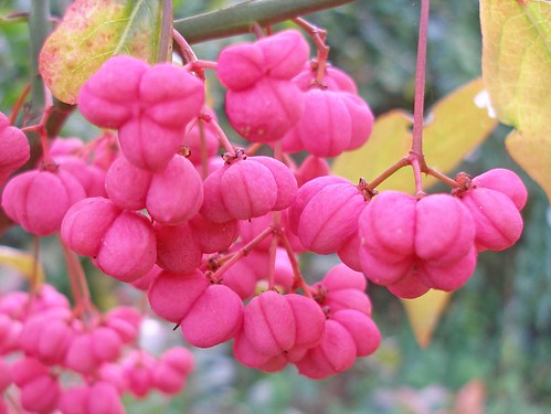 Spindle tree fruit