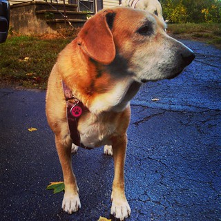 Sophie says Good, Rainy Fall Morning IG! #instadog #dogstagram #rescued #houndmix #fall #rainyday #adoptdontshop #ilovemydogs