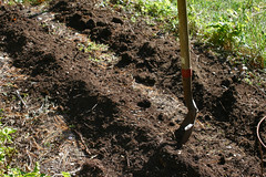 planting garlic - 2 rows IMG_0063
