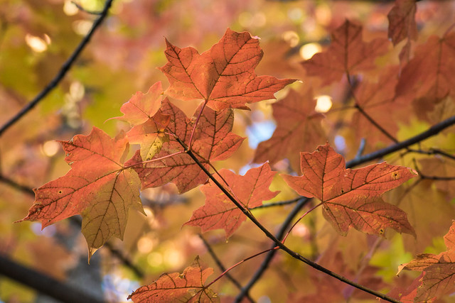 Autumn, Fall, Leaves, Color, Leaf, Tree, Trees