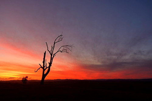 sunset silhouette australia newsouthwales aus lonetree woodville paulhollins nikond610