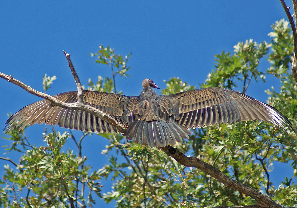 Juvenile Turkey vulture