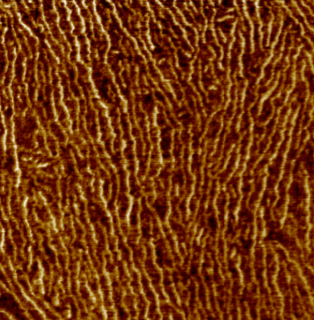 Aligned fibers AFM Image 