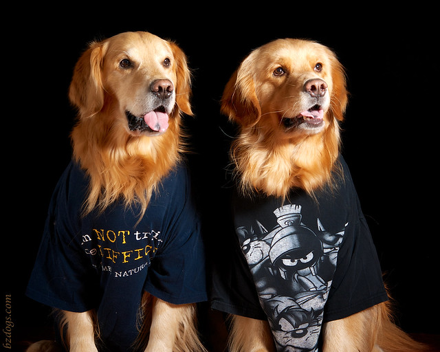 Dogs In Shirts
