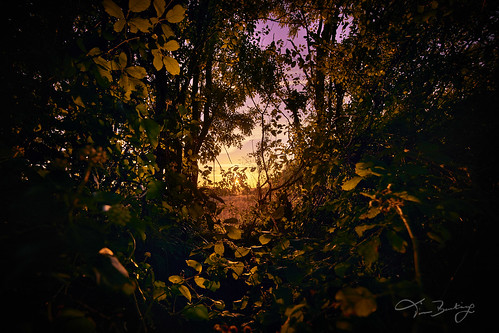 greatbritain sunset sea england cliff sun english leaves golden seaside nikon shadows purple side country warmth sigma devon hedge fields 56 seaton d800 1530